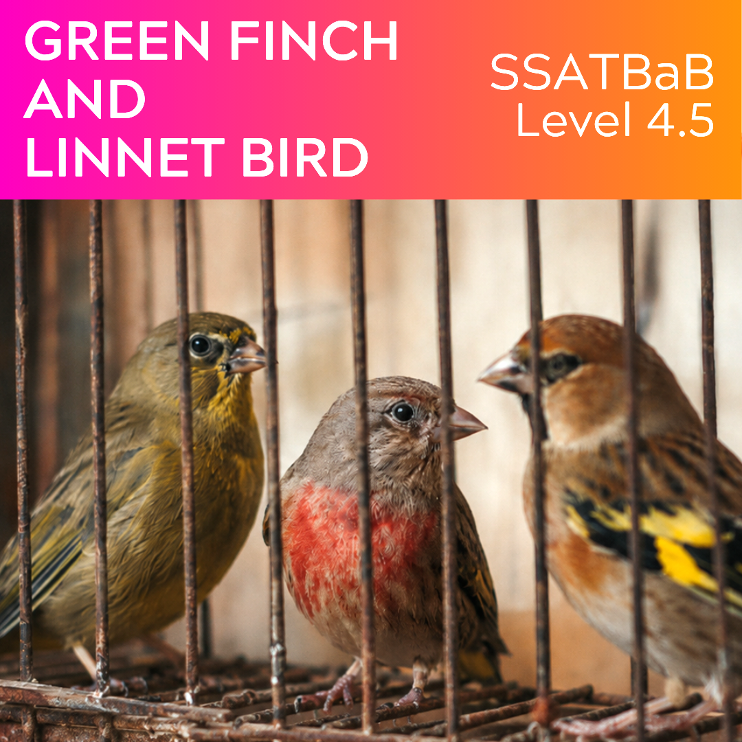 Green Finch and Linnet Bird (SSATBaB - L4.5)