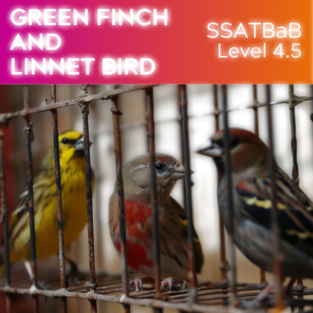 Green Finch and Linnet Bird (SSATBaB - L4.5)